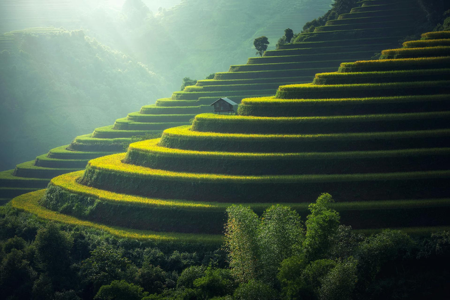 paysage verdoyant dans les montagnes
